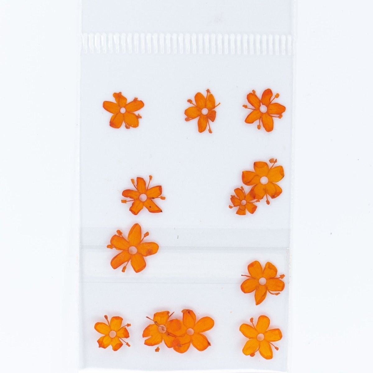 Dry Flowers (95) - Hey Beautiful Nail Supplies