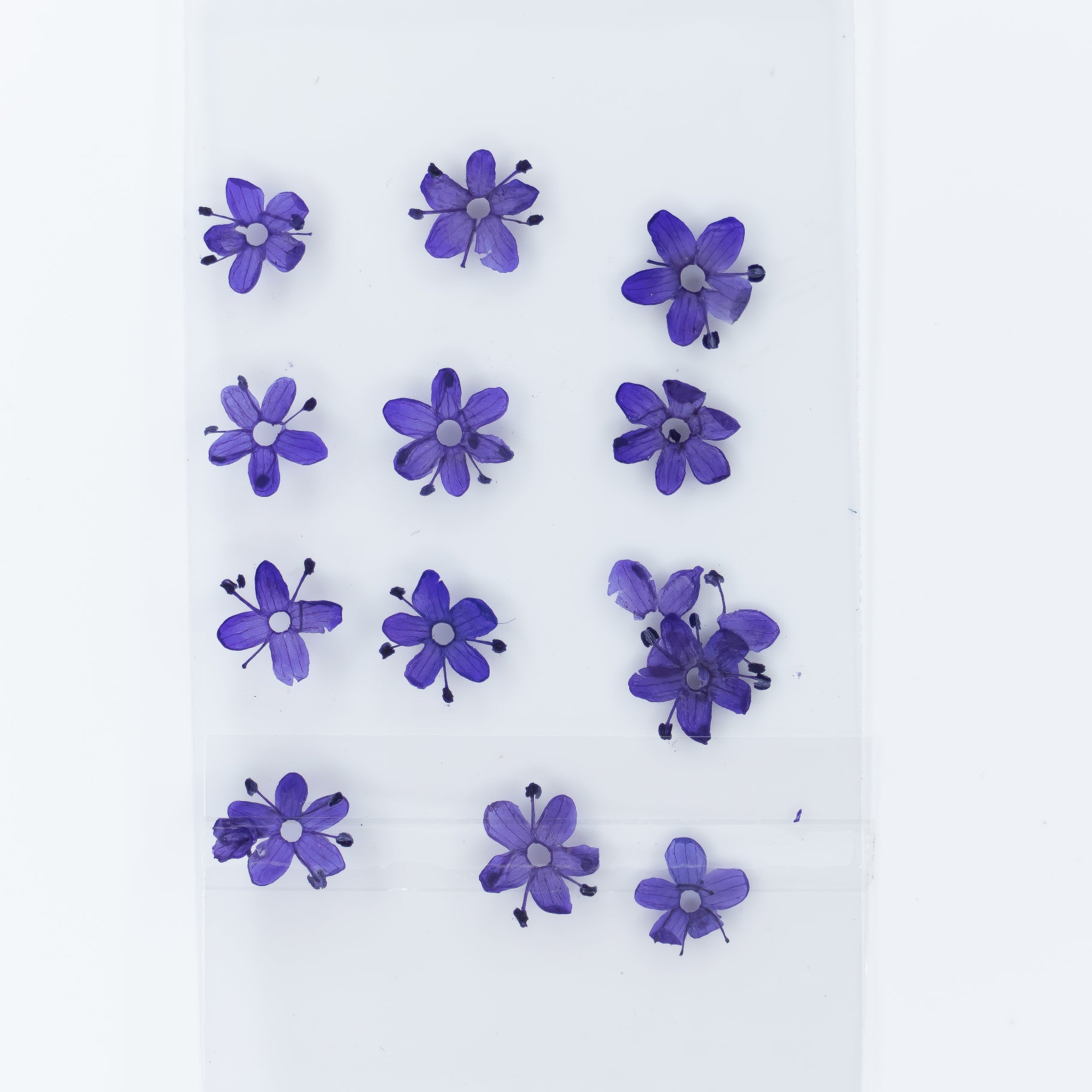 Dry Flowers (100)