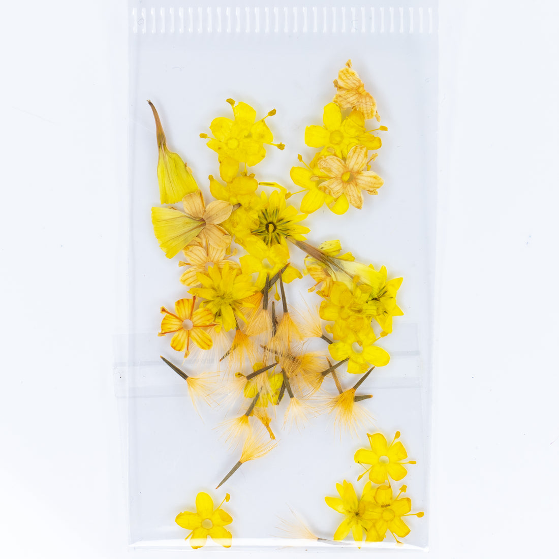 Dry Flowers (10)