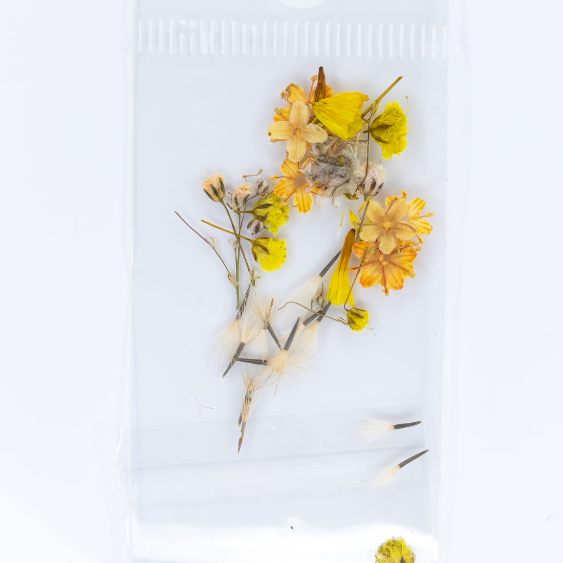 Dry Flowers (11)